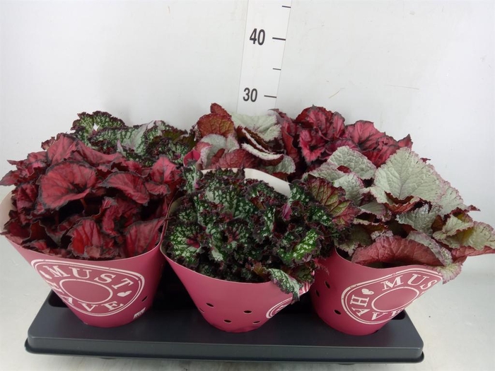<h4>Begonia BD 'Beleaf'   ...mix</h4>