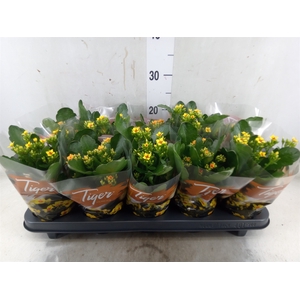 Kalanchoe blos. 'Tiger Single' .mix