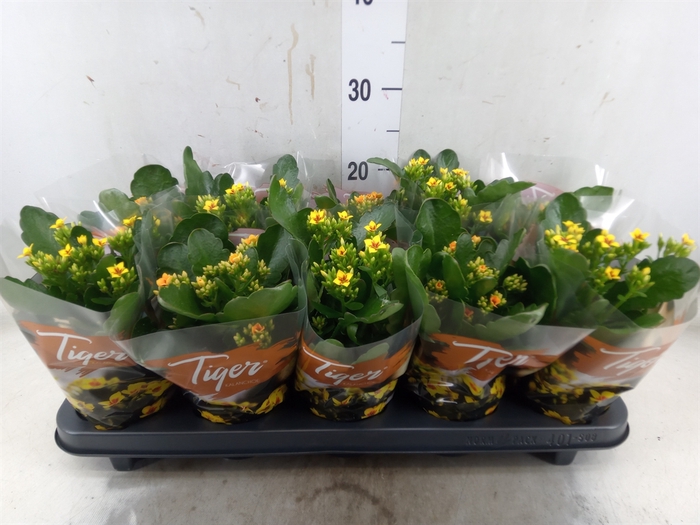 <h4>Kalanchoe blos. 'Tiger Single' .mix</h4>