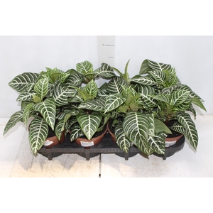 APHELANDRA P15 SEM FLOR