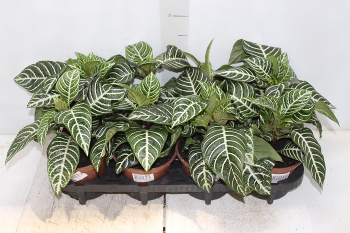 <h4>APHELANDRA P15 SEM FLOR</h4>