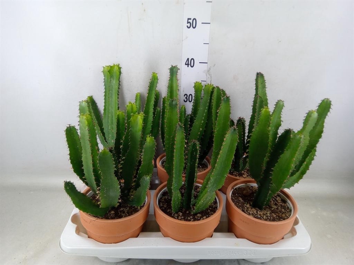 <h4>Euphorbia   ...</h4>