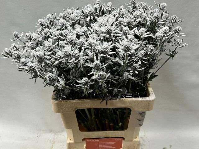 <h4>ERYN PL OV KLB H%</h4>