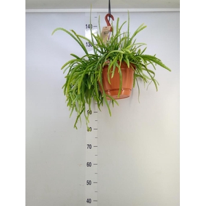 Lepismium bolivianum