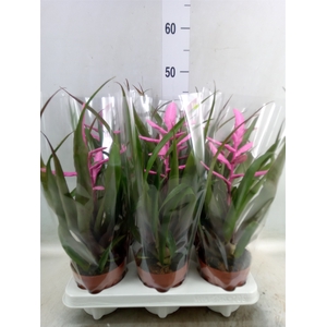 Tillandsia  'Andreas'