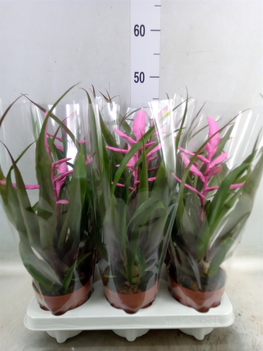 <h4>Tillandsia  'Andreas'</h4>