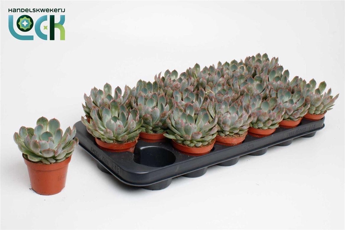 <h4>Echeveria overig</h4>