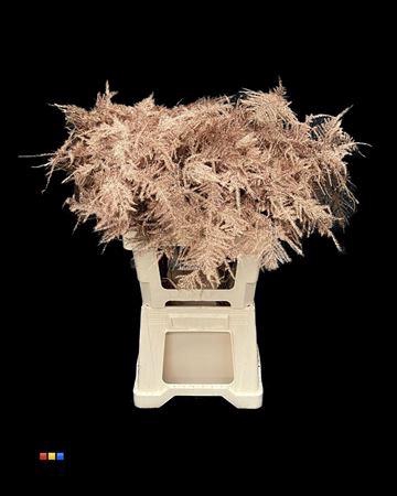 <h4>Asp Extra Copper</h4>