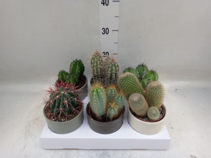 <h4>Cactus   ...</h4>