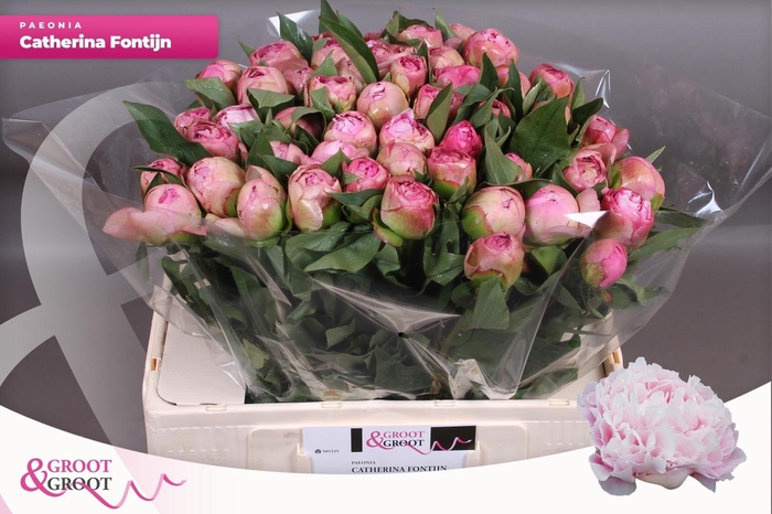 <h4>PAEO L CATH FONTIJN</h4>