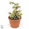 Portulacaria afra 'Variegata' hangpot