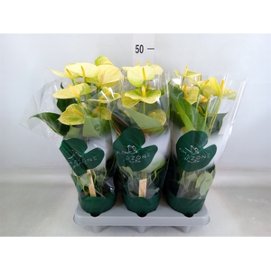 Anthurium andr. 'Vanilla'