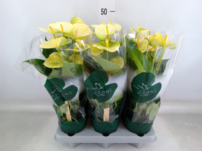 <h4>Anthurium andr. 'Vanilla'</h4>