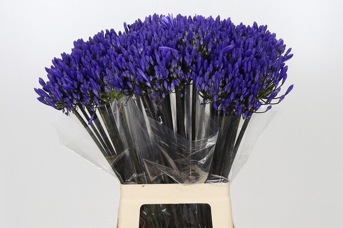 <h4>AGAP EYFORI DRK BLUE</h4>