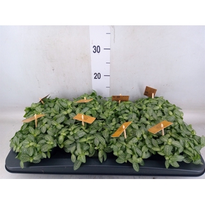 Fittonia verschaf.