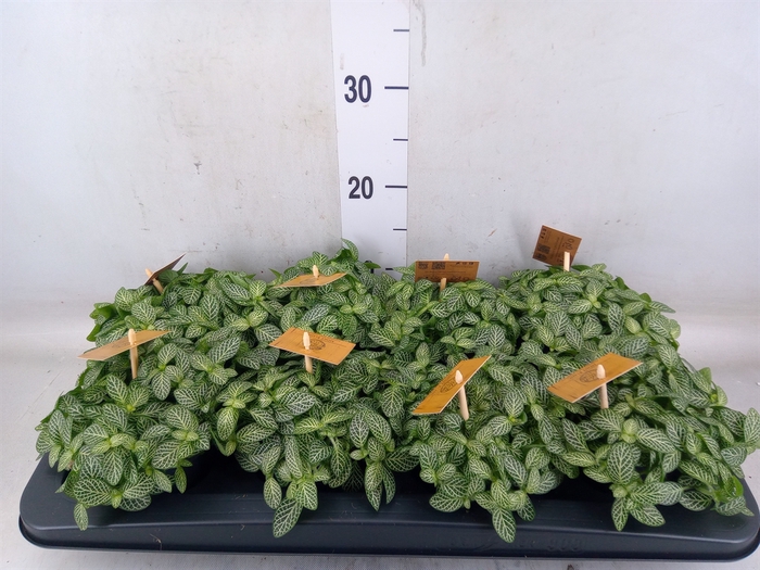 <h4>Fittonia verschaf.</h4>