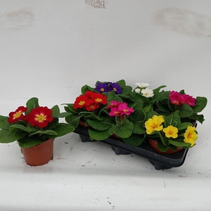 PRIM ACAULIS GEMENGD