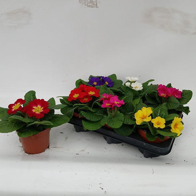 <h4>PRIM ACAULIS GEMENGD</h4>