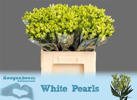 <h4>Alst Fl White Pearls</h4>