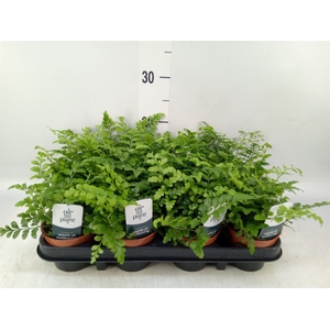 Asplenium  'Parvati'
