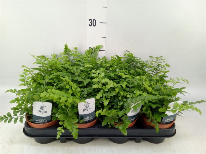 <h4>Asplenium  'Parvati'</h4>