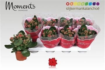 <h4>KAL GE SECRET RED</h4>