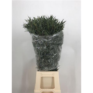 Euca Domenichina 300