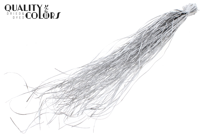Beargrass dried per bunch Silver