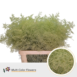 Limonium Beltlaard Creme