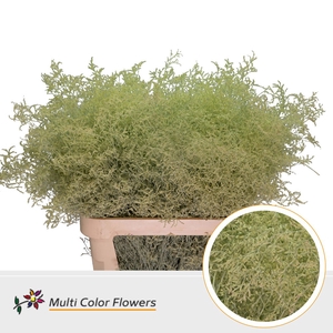 Limonium Beltlaard Creme