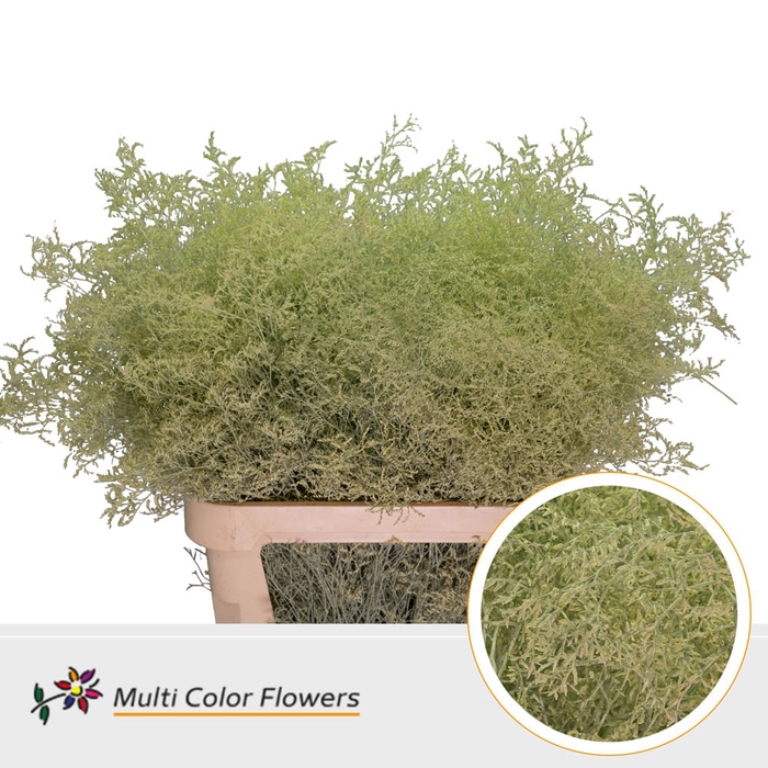 <h4>Limonium Beltlaard Creme</h4>