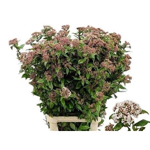 Vibur Tinus Red Spirit