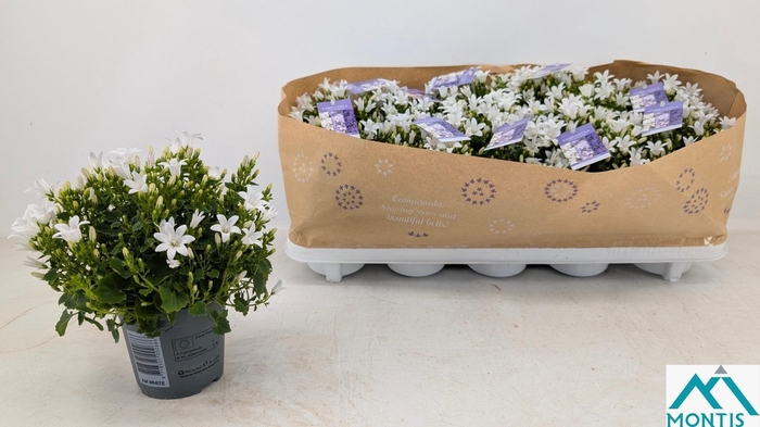 <h4>CAMP POR AMBE WHITE</h4>