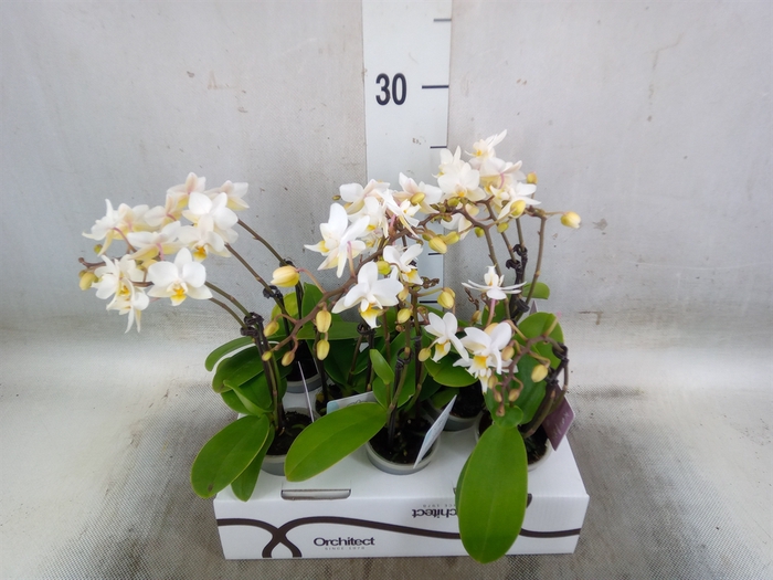 <h4>Phalaenopsis   ...mini</h4>