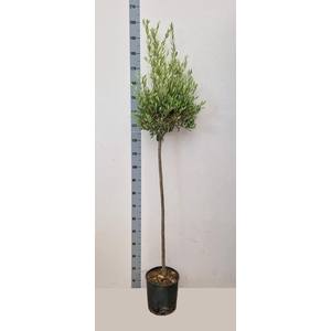 OLEA EUROPAEA