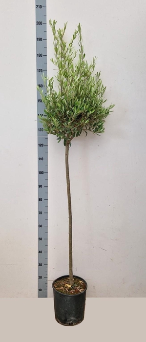 <h4>OLEA EUROPAEA</h4>