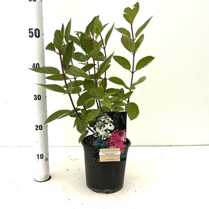 <h4>Hydrangea paniculata Pink Diamond</h4>