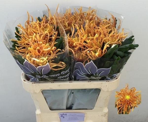 <h4>CHR G COBRA</h4>