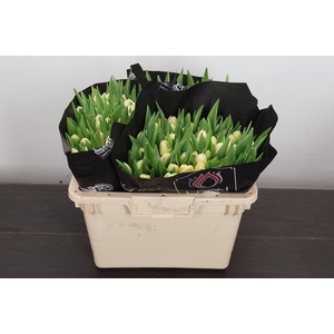 Tu Du Flaming Margar