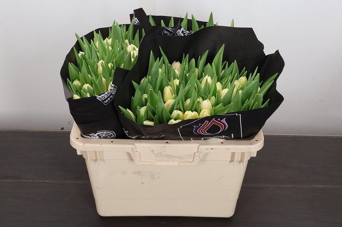 <h4>Tu Du Flaming Margar</h4>