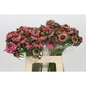 Scabiosa Focal Popsicle