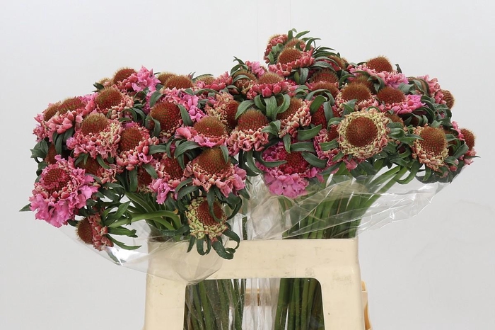 <h4>Scabiosa Focal Popsicle</h4>