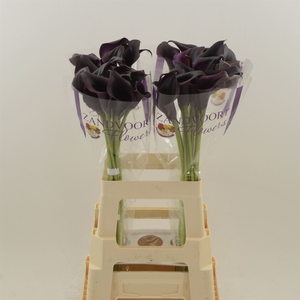 Calla Odessa
