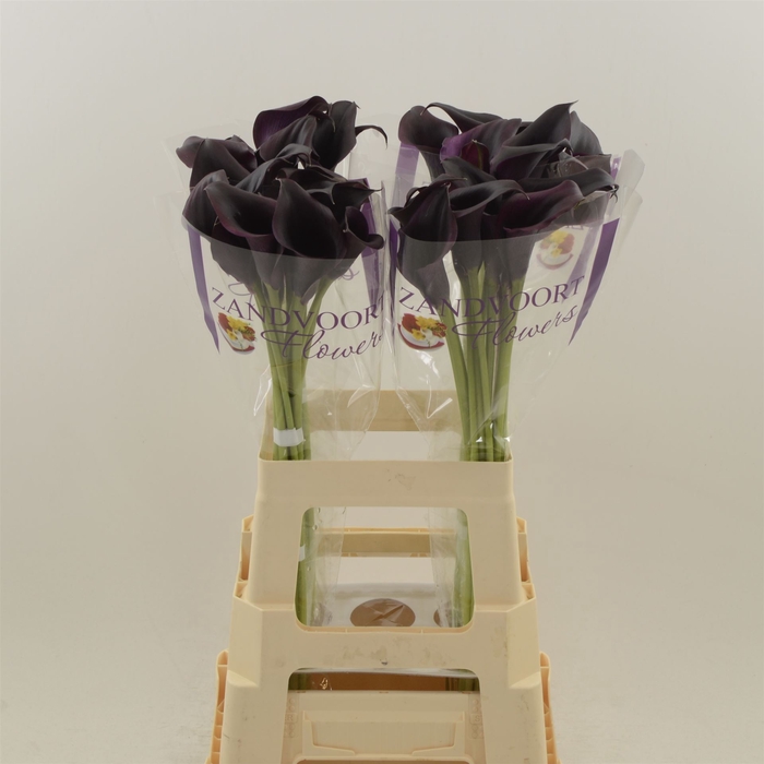 Calla Odessa
