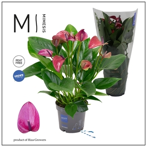 Mimesis Anthurium KARMA Purple - 12cm