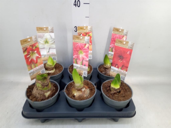 <h4>Hippeastrum ...</h4>