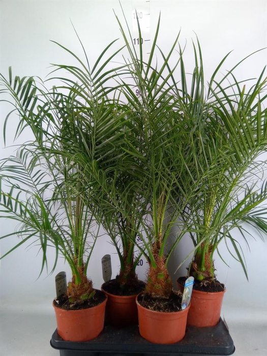 <h4>Phoenix roebelenii</h4>