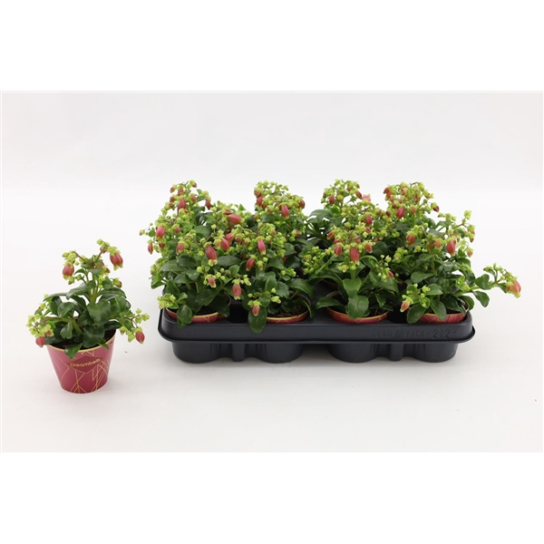 <h4>Kalanchoe Dream Bells, with potcover</h4>