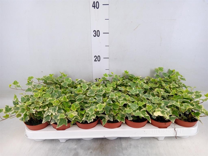 <h4>Hedera helix 'White Wonder'</h4>