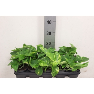 Epipr Aureum